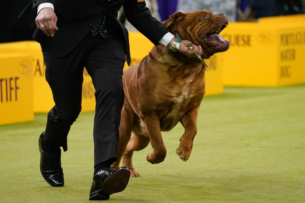 a big, jowly, rusty coloured dog jumping with his handler