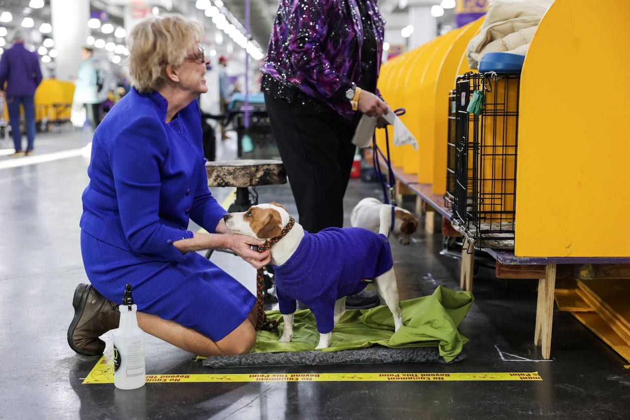 a small brown and white dog in a blue coat with his handler
