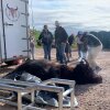 Heather Dawn Thompson with World Wildlife Fund smudges a bison before it is butchered in a demonstration for Native American educators.