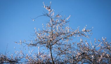 Will this be Vancouver's first snow-free winter in 43 years?