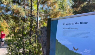 2 hunters fined after bull moose found shot in Mer Bleue Bog