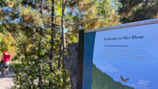 2 hunters fined after bull moose found shot in Mer Bleue Bog