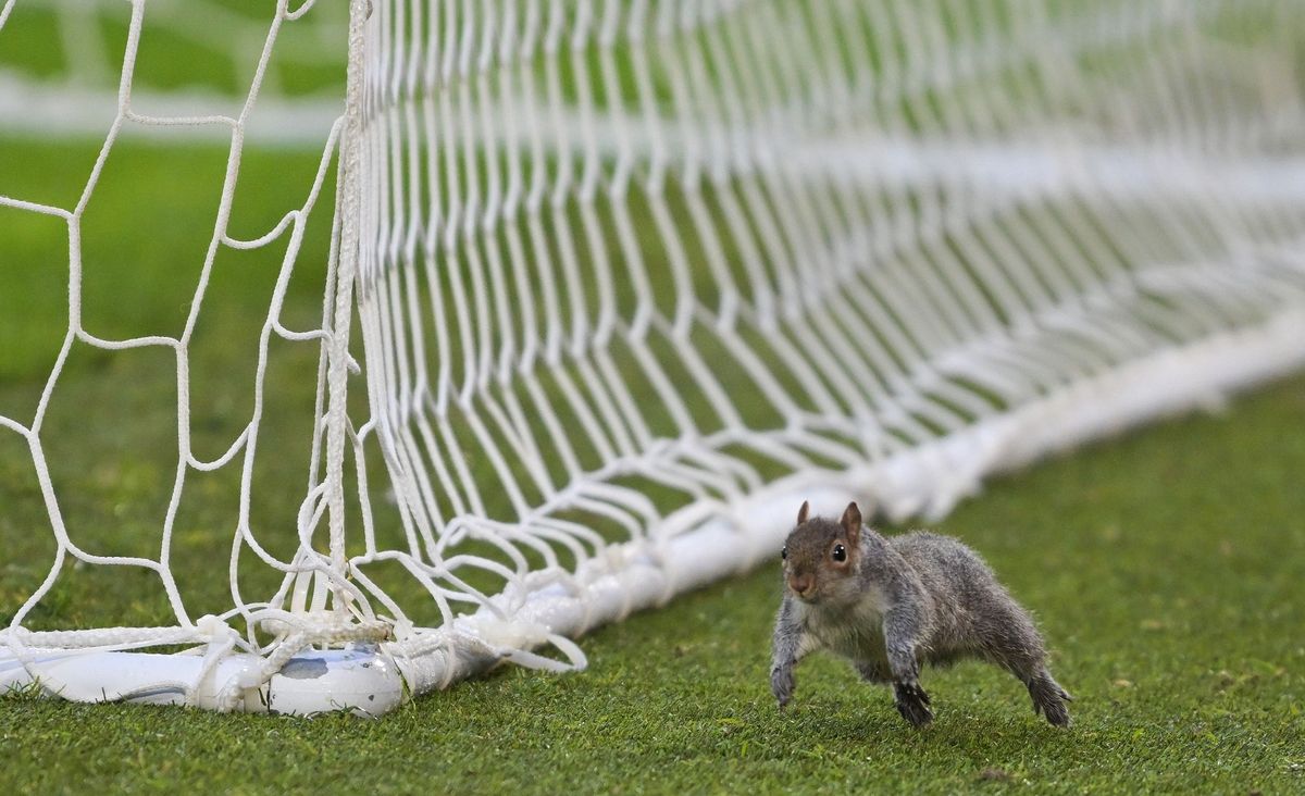 A squirrel on the pitch at Hull City v Bristol City