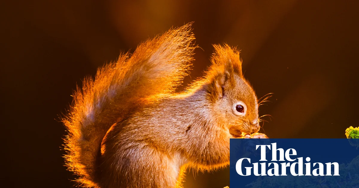 ‘On a knife edge’: can England’s red squirrel population be saved? | Wildlife