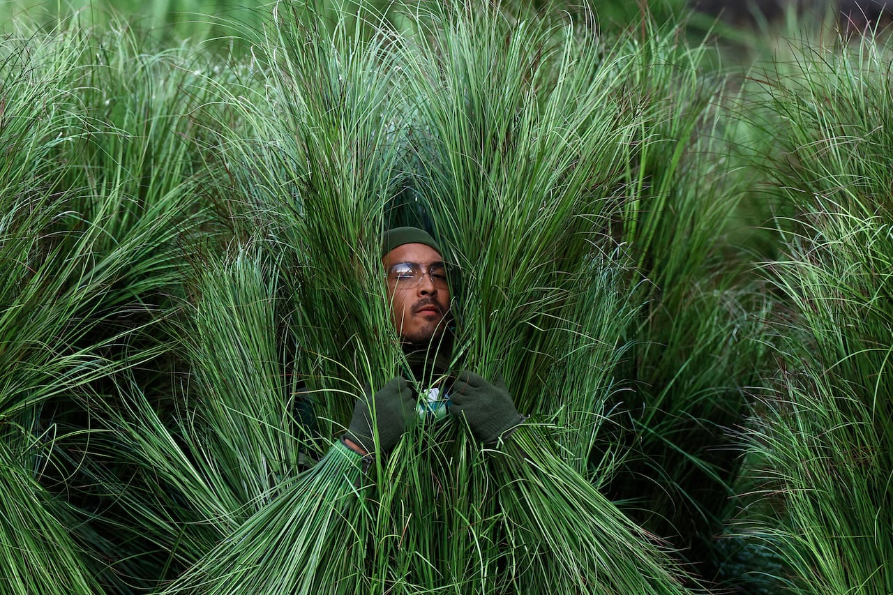 a man with sunglasses pushes his face through fake greenery, his green-gloved hands helping part the fake blades of grass 