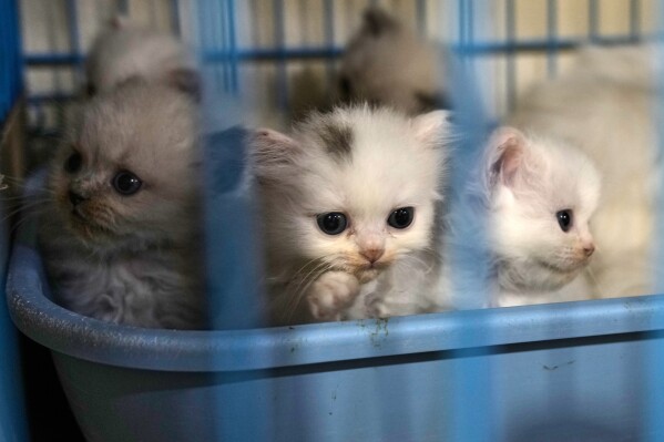 Kittens sit in a shelter run by Diana Abadi, known as "the mother of cats," as they wait for adoption at her small pet food and plant shop in Hadath, in Beirut's southern suburbs known as Dahiyeh, in Lebanon, Saturday, Feb. 7, 2026. (AP Photo/Bilal Hussein)