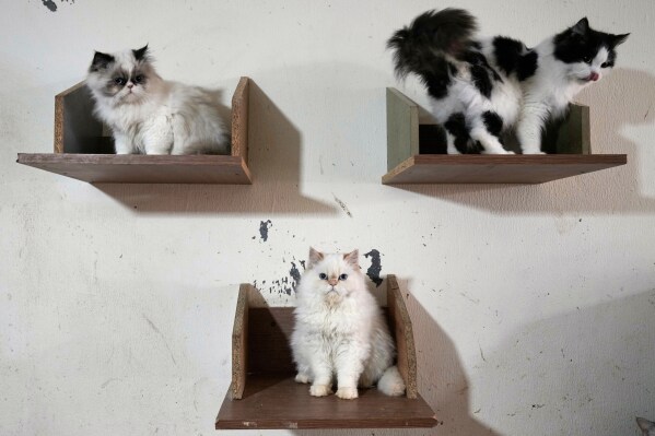 Cats waiting for adoption stand on shelves at a shelter run by Diana Abadi, known locally as "the mother of cats," at her small pet food and plant shop in Hadath, in Beirut's southern suburbs known as Dahiyeh, in Lebanon, Monday, Feb. 9, 2026. (AP Photo/Bilal Hussein)