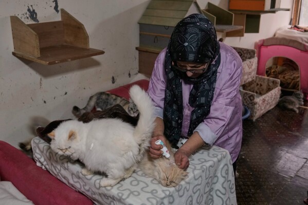 Diana Abadi, known locally as "the mother of cats," cleans the ears of felines waiting for adoption at her small pet food and plant shop in Hadath, in Beirut's southern suburbs known as Dahiyeh, in Lebanon, Saturday, Feb. 7, 2026. (AP Photo/Bilal Hussein)