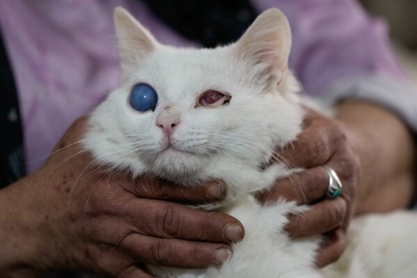 Diana Abadi, known locally as "the mother of cats," holds a blind feline waiting for adoption at her small pet food and plant shop in Hadath, in Beirut's southern suburbs known as Dahiyeh, in Lebanon, Saturday, Feb. 7, 2026. (AP Photo/Bilal Hussein)