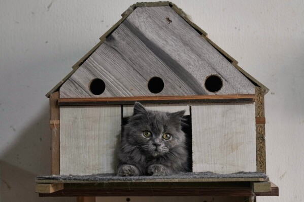 A cat waits for adoption in a shelter run by Diana Abadi, known as "the mother of cats," at her small pet food and plant shop in Hadath, in Beirut's southern suburbs known as Dahiyeh, in Lebanon, Monday, Feb. 9, 2026. (AP Photo/Bilal Hussein)
