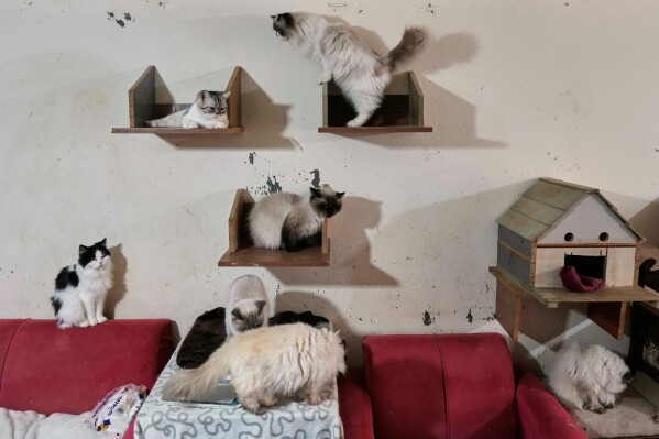 Cats sit in a shelter run by Diana Abadi, known as "the mother of cats," at her small pet food and plant shop where they wait for adoption in Hadath, in Beirut's southern suburbs known as Dahiyeh, in Lebanon, Saturday, Feb. 7, 2026. (AP Photo/Bilal Hussein)