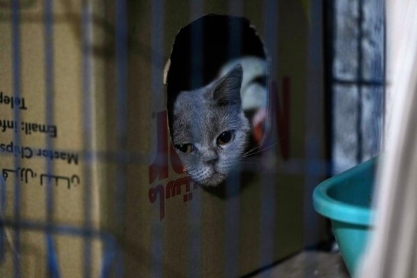 A cat waits for adoption in a shelter run by Diana Abadi, known locally as "the mother of cats," at her small pet food and plant shop in Hadath, in Beirut's southern suburbs known as Dahiyeh, in Lebanon, Saturday, Feb. 7, 2026. (AP Photo/Bilal Hussein)