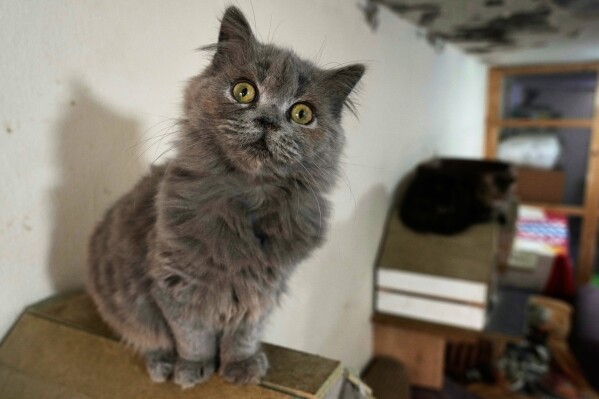 A cat waits for adoption at a shelter run by Diana Abadi, known as "the mother of cats," at her small pet food and plant shop in Hadath, in Beirut's southern suburbs known as Dahiyeh, in Lebanon, Monday, Feb. 9, 2026. (AP Photo/Bilal Hussein)