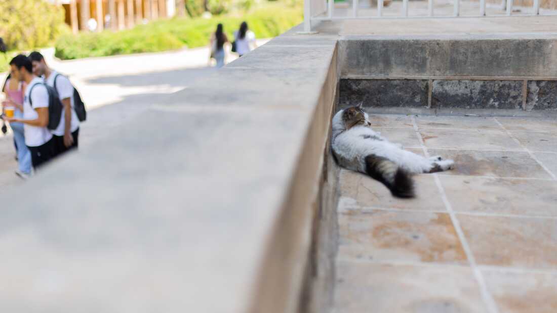 Thousands of students and more than 800 cats coexist on the campus of the American University of Beirut, often crossing path, sometimes interacting together, but mostly respecting each other’s spaces.