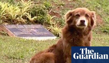 São Paulo names new law after dog that stayed by owner’s grave for 10 years | Brazil