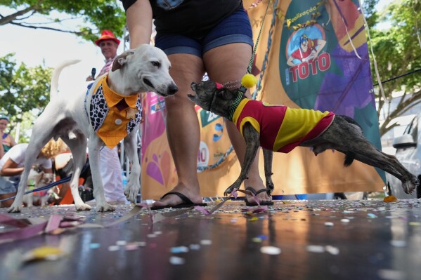 A dog confronts another dog during the "Blocao" Carnival dog parade in Rio de Janeiro, Saturday, Feb. 14, 2026. (AP Photo/Silvia Izquierdo)
