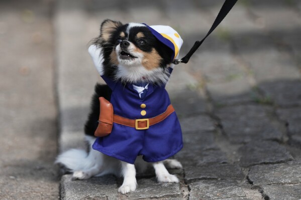 A dog wears a police costume during the "Blocao" Carnival dog parade in Rio de Janeiro, Saturday, Feb. 14, 2026. (AP Photo/Silvia Izquierdo)