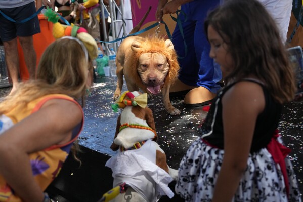 A dog wears a lion's mane headpiece during the "Blocao" Carnival dog parade in Rio de Janeiro, Saturday, Feb. 14, 2026. (AP Photo/Silvia Izquierdo)