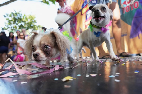 pet owners show off their dogs at the "Blocao" Carnival dog parade in Rio de Janeiro, Saturday, Feb. 14, 2026. (AP Photo/Silvia Izquierdo)