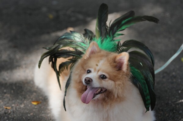 A dog takes part in the "Blocao" Carnival dog parade in Rio de Janeiro, Saturday, Feb. 14, 2026. (AP Photo/Silvia Izquierdo)