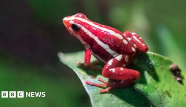An Anthony's poison arrow frog perched on a leaf. Its skin is red with white stripes
