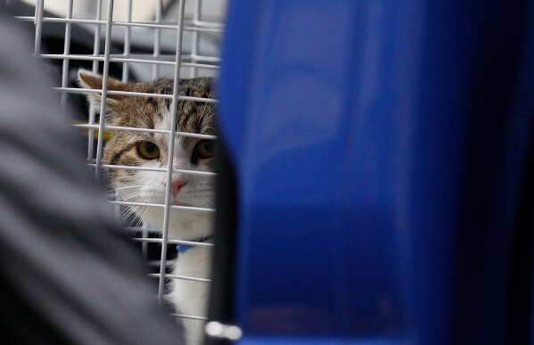 Larry, the new cat for 10 Downing Street, the official residence for the British Prime Minister, arrives at his new home London, Tuesday, Feb. 15, 2011. (AP Photo/Alastair Grant, File)