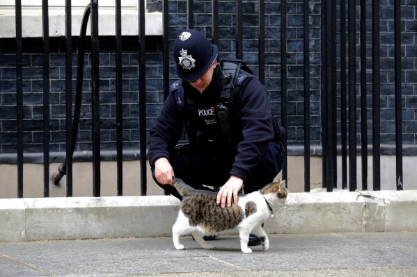 A police officer strokes Larry the 10 Downing Street cat before Members of Parliament started arriving for the first cabinet meeting of the recently re-elected Conservative Party at 10 Downing Street in London, Tuesday, May 12, 2015. (AP Photo/Matt Dunham, File)