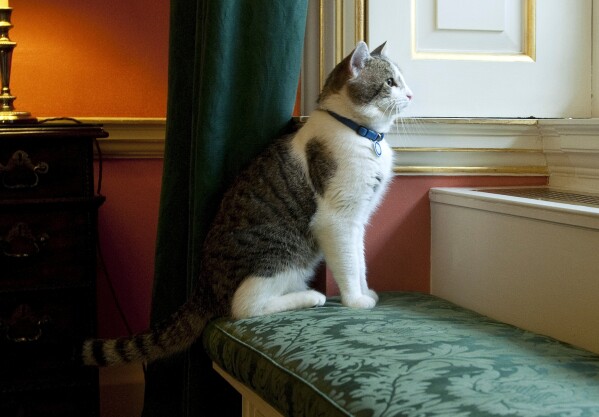 Larry, Downing Street's new official rat catcher, looks out of a window in the Prime Minister's residence in London, shortly after his arrival, Tuesday Feb. 15, 2011. (AP Photo/Mark Large, Pool, File)