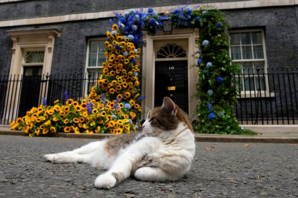 Larry the Cat, Britain's Chief Mouser to the Cabinet Office, sits in front of the flower decoration featuring sunflowers, outside 10 Downing street, in the national Ukrainian colours, on Ukraine Independence Day in London, Wednesday, Aug. 24, 2022. (AP Photo/Frank Augstein, File)