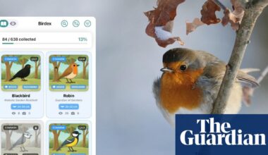 Gotta watch ‘em all? Pokémon-style app for birdwatching launches | Birdwatching