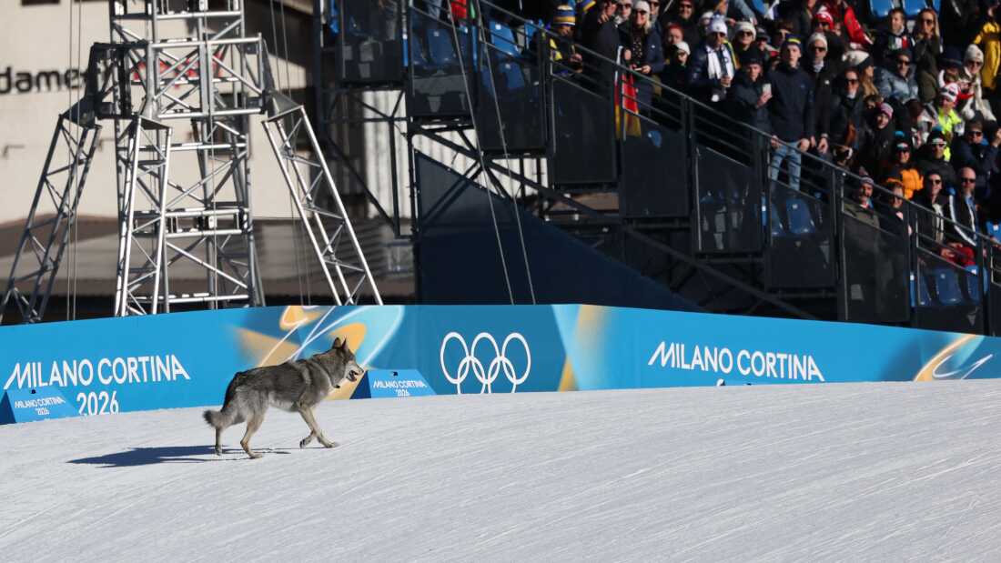 A dog wanders on the snow in front of a barrier with the Olympic rings on it.