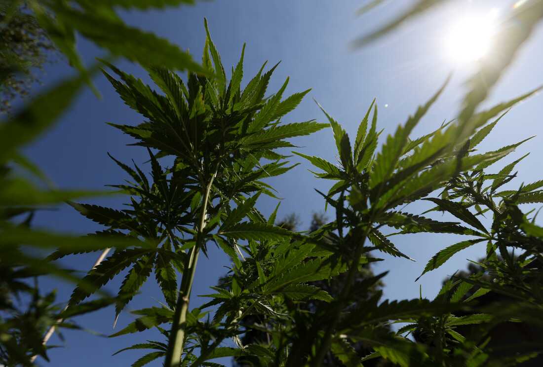 A large, growing marijuana plant with its characteristic spiky leaves is pictured against a blue sky; sun is shining.