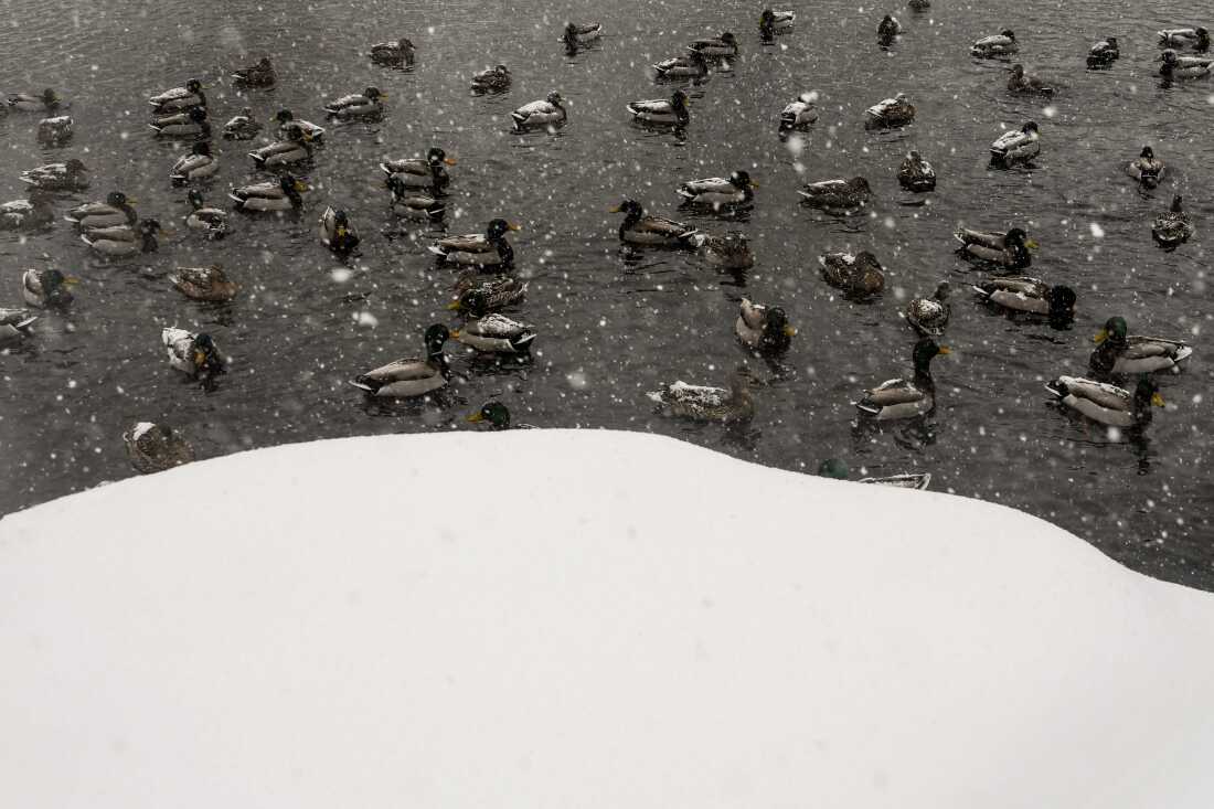 Ducks swim in The Pond during snowfall in Central Park on Feb. 23 in New York City. A major winter storm has hit the Northeast and Mid-Atlantic regions bringing heavy snowfall and blizzard conditions with the potential of up to 23 inches of snow in New York City. A blizzard warning has been issued for large areas of the East Coast, including New York City.