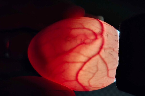 In this photo provided by the Dept. of Conservation, New Zealand, a Dept. of Conservation staff member holds an egg for candling of a Kakapo egg on Whenua Hou Island, New Zealand, Feb. 2026. (Dept. of Conservation, New Zealand via AP)