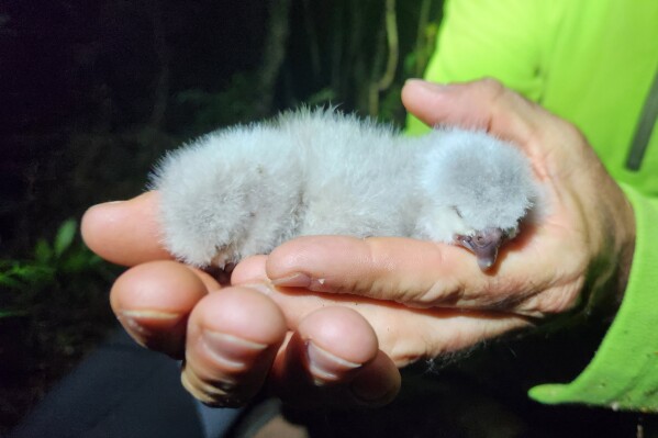 In this photo provided by the Dept. of Conservation, New Zealand, a Dept. of Conservation staff member holds Kakapa chicks Tiwhiri A1 and Tiwhiri A2 on Anchor Island Pukenui, New Zealand, Feb. 2026. (Dept. of Conservation, New Zealand via AP)
