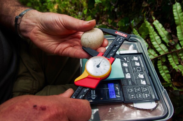 In this photo provided by the Dept. of Conservation, New Zealand, a Dept. of Conservation staff member checks the size of a Kakapo egg on Whenua Hou Island, New Zealand, Feb. 2026. (Dept. of Conservation, New Zealand via AP)