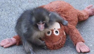 Punch the monkey’s stuffed orangutan from Ikea sold out in stores - National