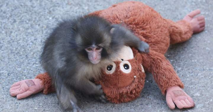 Punch the monkey’s stuffed orangutan from Ikea sold out in stores - National