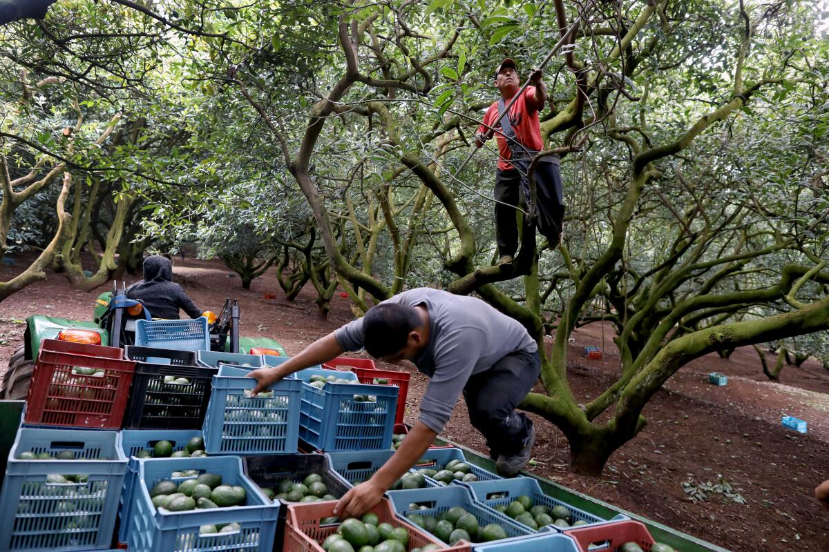 Armed police guard avocado fields.