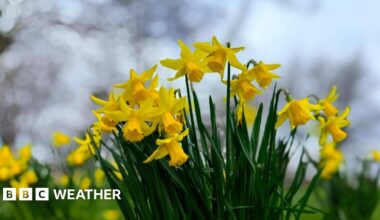 Cloudy skies with daffodils in the foreground.