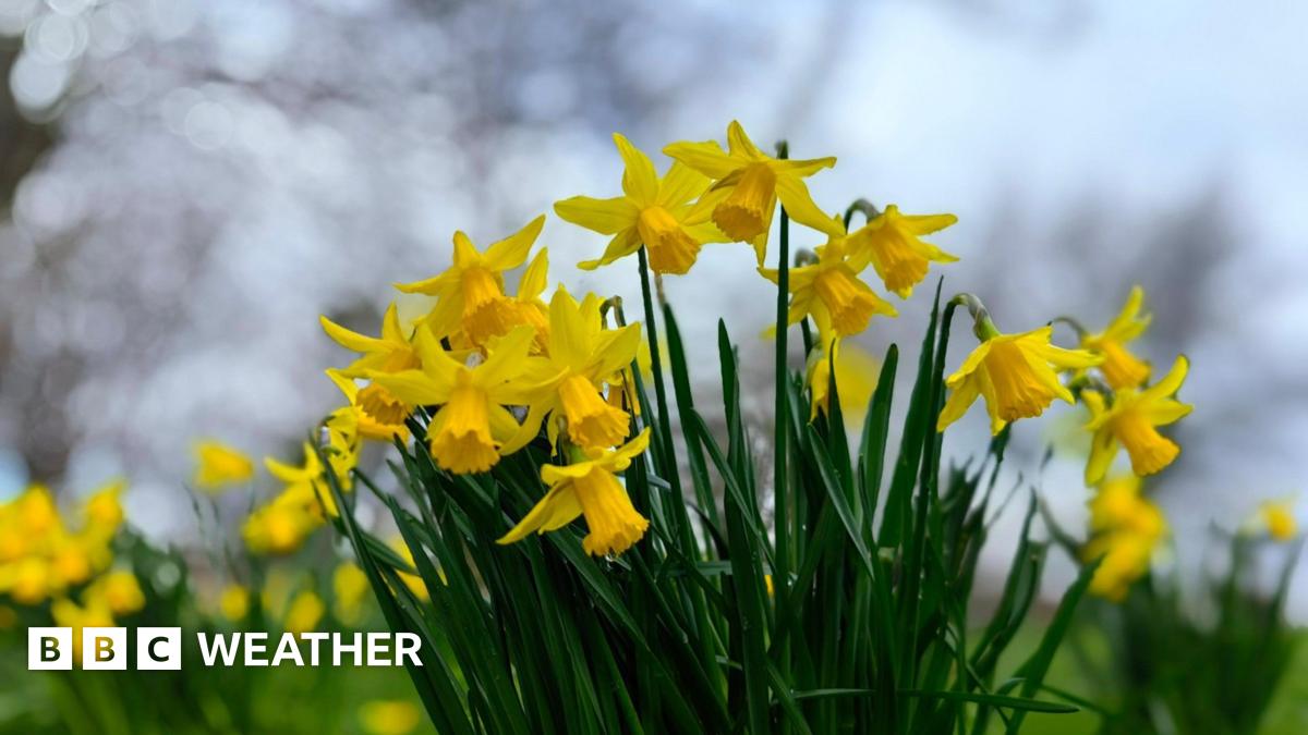 Cloudy skies with daffodils in the foreground.