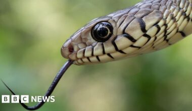 India's snakebite crisis is killing tens of thousands every year - BBC