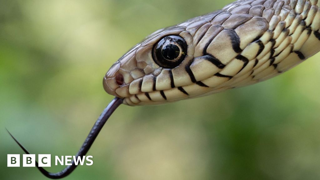 India's snakebite crisis is killing tens of thousands every year - BBC