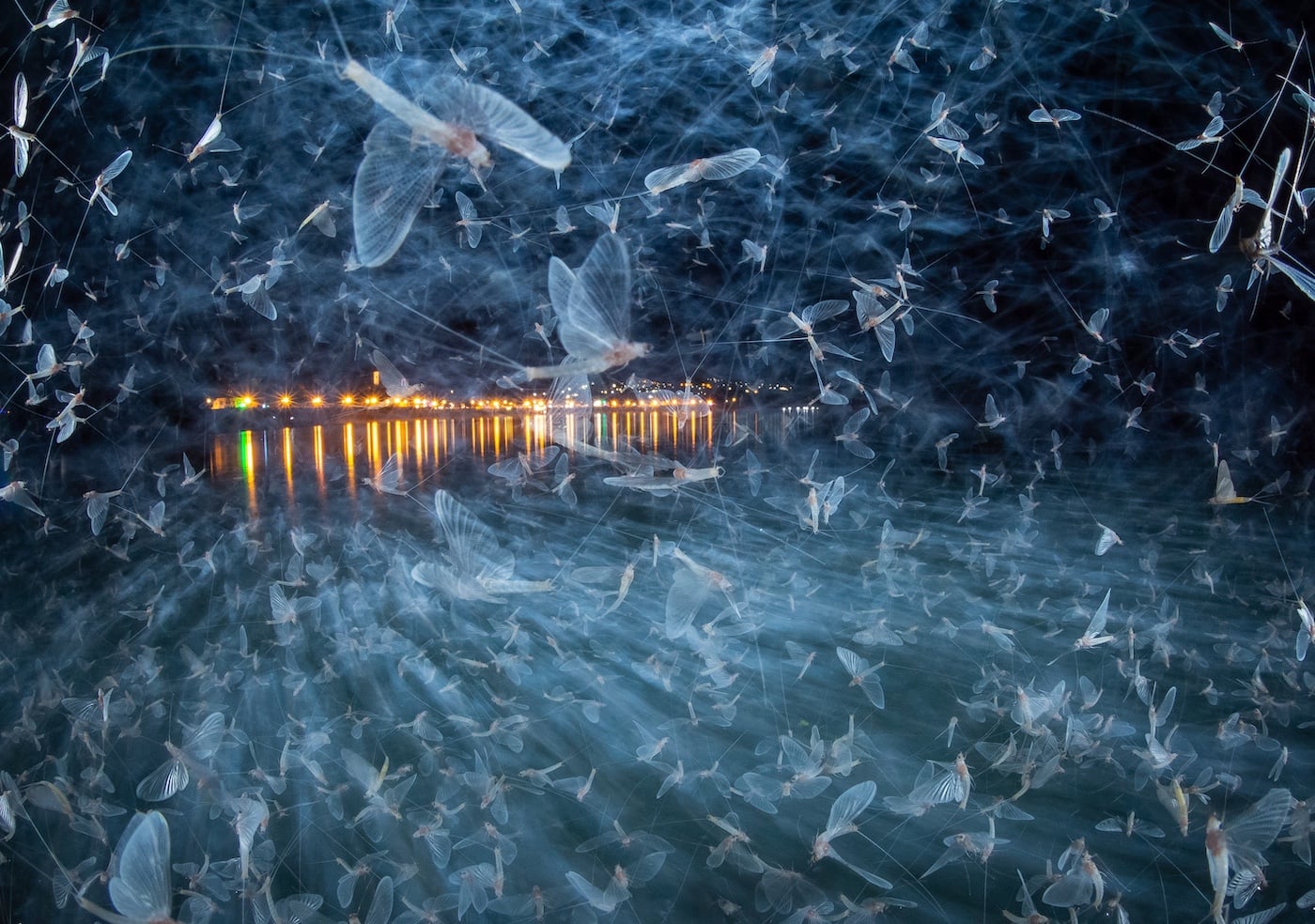 Danube mayflies (Ephoron virgo) swarm in Szentendre, Hungary.