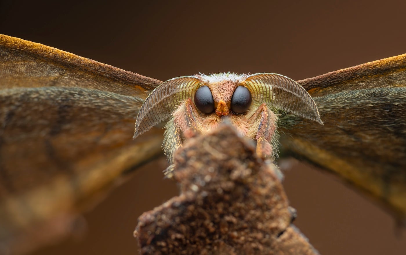 A moth (Bombycidae sp.) in Tinamaste, Costa Rica.