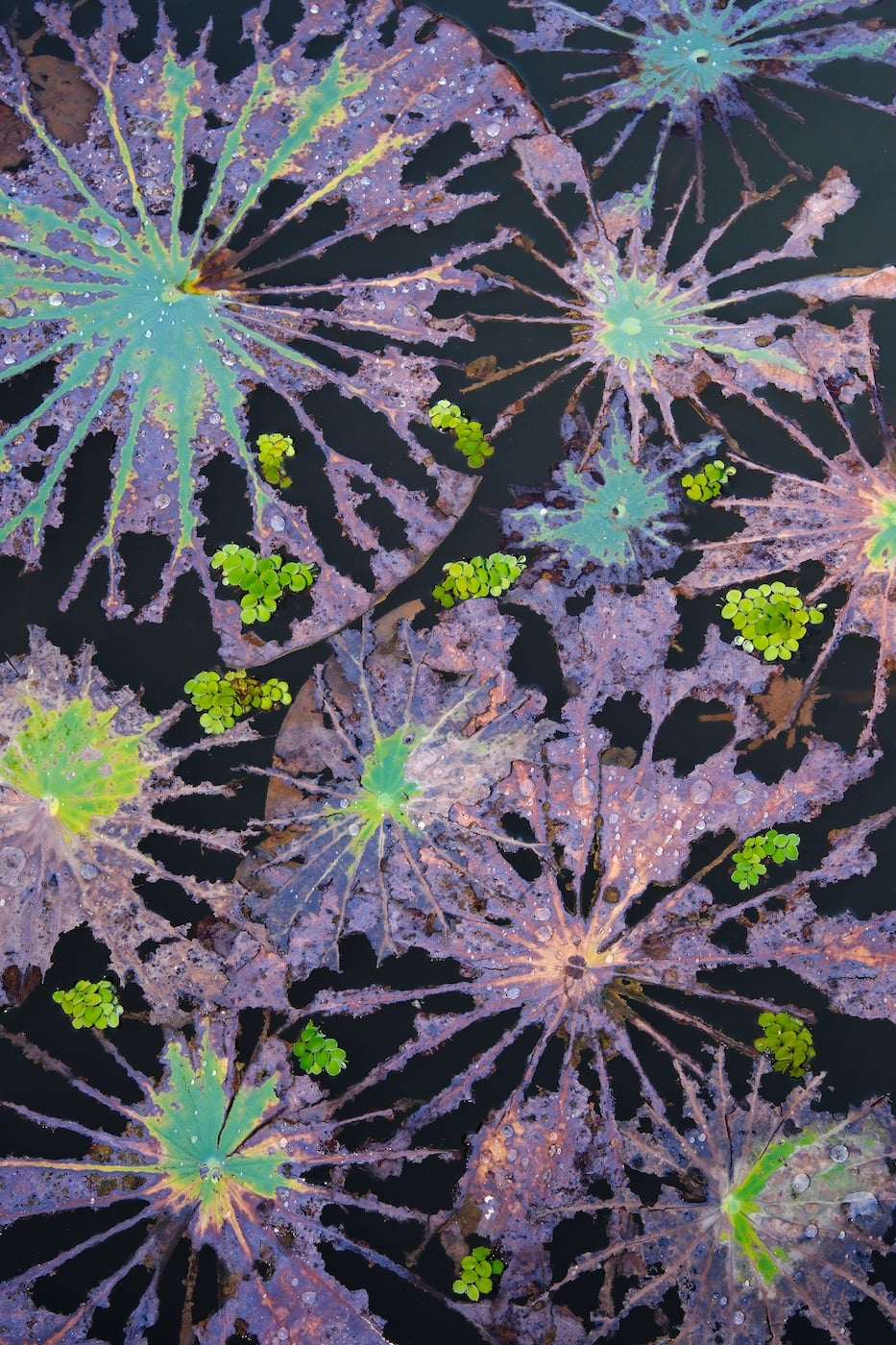 Decaying lotus leaves and floating fern (Salvinia natans) in Xishuangbanna Tropical Botanical Garden, China.