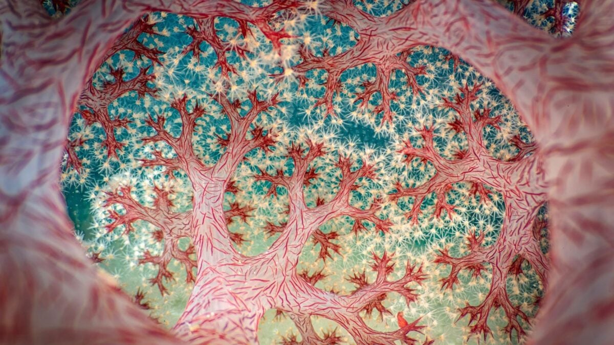 Can You Guess What Creature Won the Close-Up Photographer of the Year Competition?