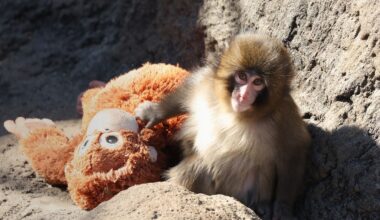 What the Internet Got Wrong About Punch, the Viral Baby Monkey