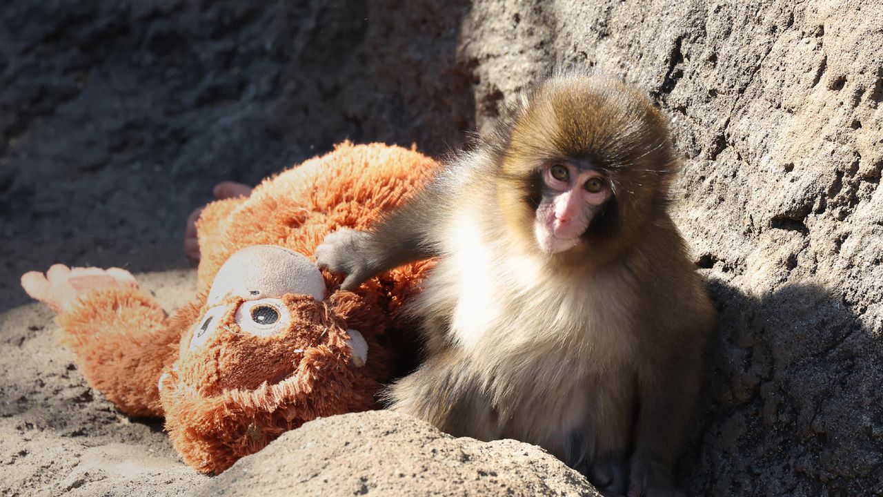 What the Internet Got Wrong About Punch, the Viral Baby Monkey