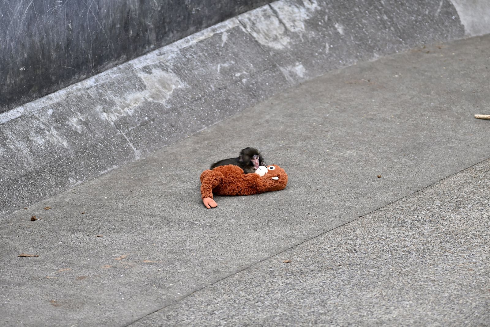 CHIBA JAPAN  FEBRUARY 20  Baby monkey named 'Punch' is seen with a stuffed animal at a zoo on February 20 2026 in north...